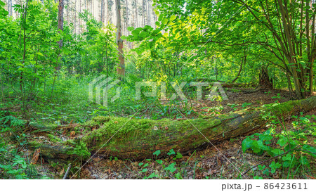 Panoramic photo of the edge of a pine forest, rotted fallen tree covered in moss in the foreground Panoramic photo of the edge of a pine forest, rotted fallen tree covered in moss in the foreground 86423611