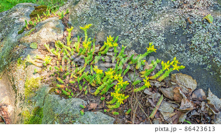 The green succulent Sedum acre or goldmoss stonecrop grows and blooms yellow on a rock among lichens The green succulent Sedum acre or goldmoss stonecrop grows and blooms yellow on a rock among lichens 86423613