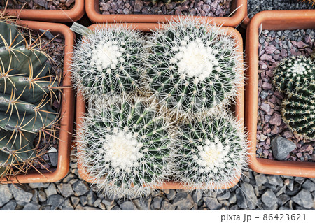 Four succulents echinocactus grusonii f. albispinus with sharp white needles in a pot, top view 86423621