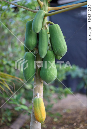 Papaya fresh fruits on the tree Papaya fresh fruits on the tree 86424289