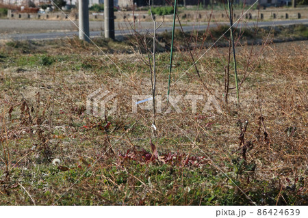 偽装農地？ウラ技？ 86424639