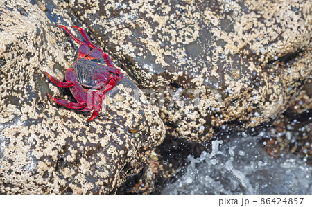 Moorish Crab or Red Crab (Grapsus adscensionis) on Lanzarote island Moorish Crab or Red Crab (Grapsus adscensionis) on Lanzarote island 86424857