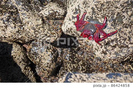 Moorish Crab or Red Crab (Grapsus adscensionis) on Lanzarote island Moorish Crab or Red Crab (Grapsus adscensionis) on Lanzarote island 86424858