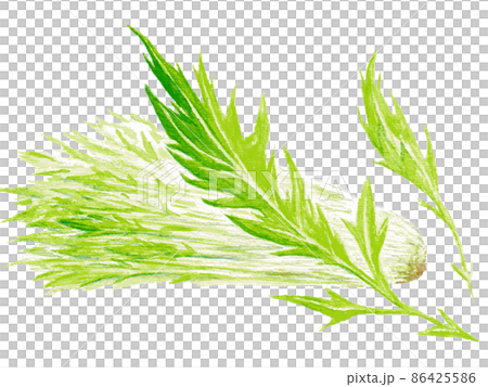 水彩画で手描きされた瑞々しい美味しそうな水菜 86425586