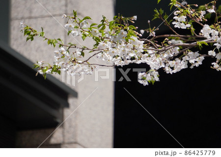「さくら(街路樹の桜)」 「さくら(街路樹の桜)」 86425779