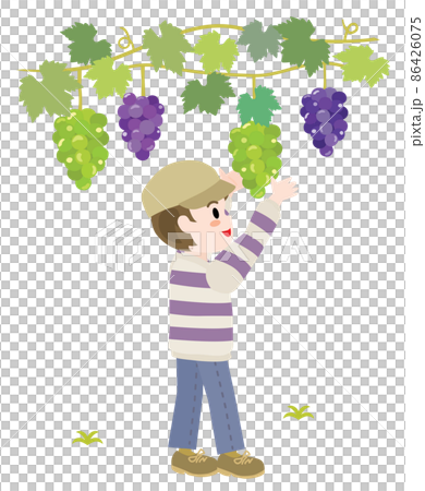 一個男孩狩獵葡萄的插圖 86426075