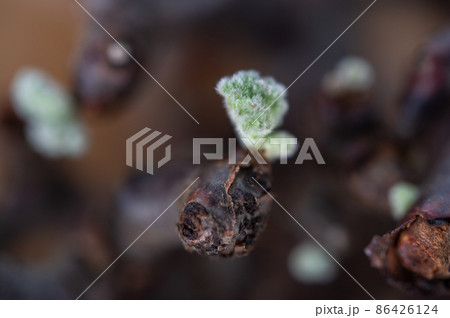 ペラルゴニウム・ミラビレの葉 ペラルゴニウム・ミラビレの葉 86426124