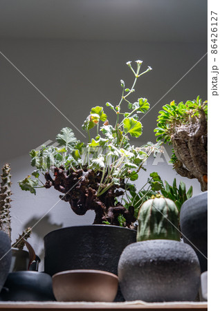 花を咲かせたペラルゴニウム・ミラビレ 86426127