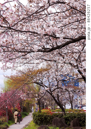 春の京都　桜の花道 86426257
