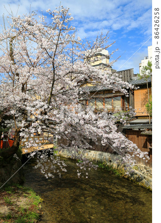 春の京都 祇園白川 満開の桜 春の京都 祇園白川 満開の桜 86426258