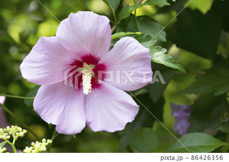 ムクゲ ムクゲ 86426356