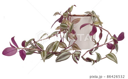 Tradescantia zebrina, exotic tropical leaf, isolated on white background with clipping path Tradescantia zebrina, exotic tropical leaf, isolated on white background with clipping path 86426532