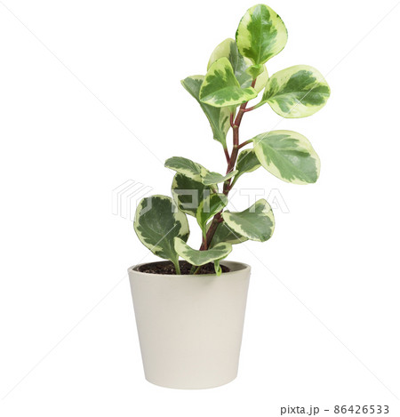 Peperomia Obtusifolia variegated with white and green leaves. Peperomia Obtusifolia variegated with white and green leaves. 86426533