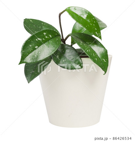 Hoya Carnosa isolated on white background. White pot. Hoya Carnosa isolated on white background. White pot. 86426534