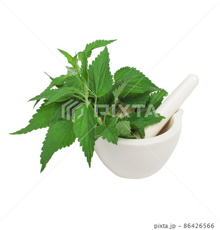 Fresh green nettle stands in mortar on white isolated background. 86426566