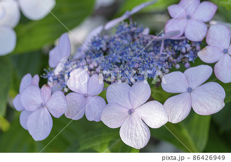 ガクアジサイ 86426949
