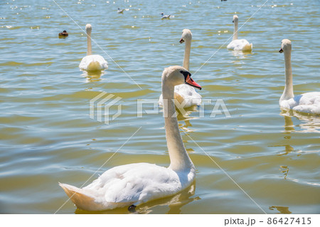A large flock of graceful white swans swims in the lake., swans in the wild 86427415