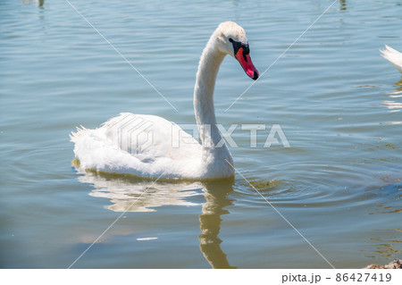 Graceful white Swan swimming in the lake, swans in the wild. Portrait of a white swan swimming on a lake. Graceful white Swan swimming in the lake, swans in the wild. Portrait of a white swan swimming on a lake. 86427419