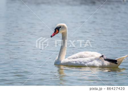 Graceful white Swan swimming in the lake, swans in the wild. Portrait of a white swan swimming on a lake. Graceful white Swan swimming in the lake, swans in the wild. Portrait of a white swan swimming on a lake. 86427420