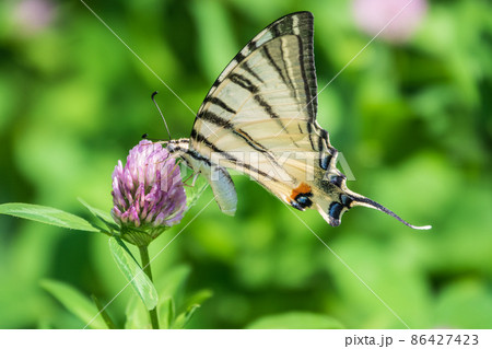 Beautiful Butterfly Scarce Swallowtail, Sail Swallowtail, Pear-tree Swallowtail, Podalirius. Latin name Iphiclides podaliriu. Butterfly collects nectar on flower. 86427423