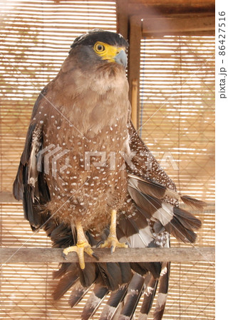 カンムリワシ(タートル・アイランド/バリ島・インドネシア) カンムリワシ(タートル・アイランド/バリ島・インドネシア) 86427516