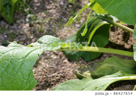 小松菜の葉を食べる青虫 86427654