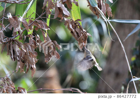 ホバリングしながらエサを探すキクイタダキ 86427772