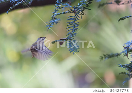 ホバリングしながらエサを探すキクイタダキ 86427778