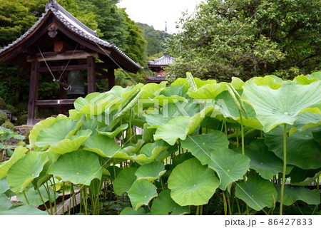 京都:初夏の三室戸寺 蓮と鐘楼と三重塔 京都:初夏の三室戸寺 蓮と鐘楼と三重塔 86427833