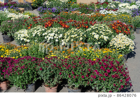 Variety of chrysanthemums in flower pots.  86428076
