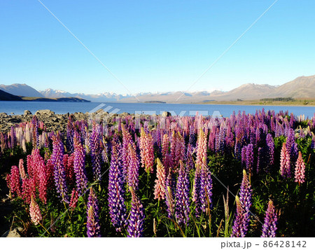 Lupins in front of the Lake Tekapo 86428142