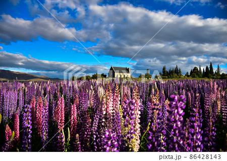 Lupins in front of the church of the Good Shepherd Lupins in front of the church of the Good Shepherd 86428143