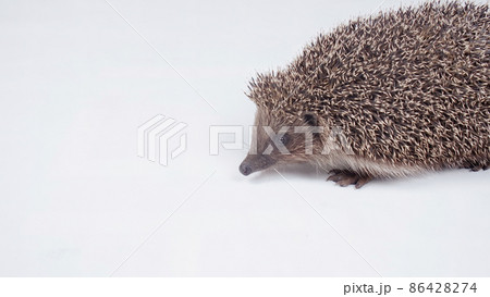 Hedgehog on the white in the studio 86428274