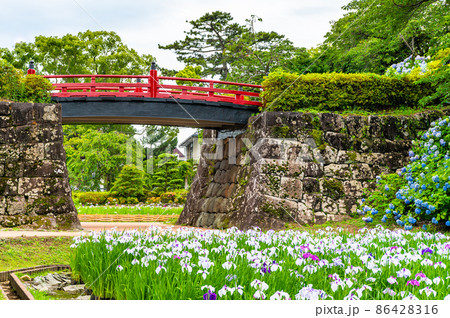 神奈川県 小田原城　～花菖蒲園のアジサイとハナショウブ～ 86428316