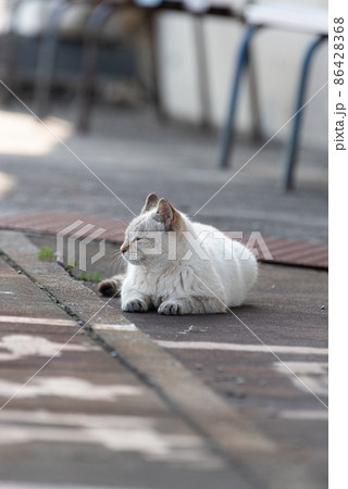 のんびり過ごす猫 のんびり過ごす猫 86428368