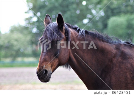 Portrait of a brown horse standing on a sandy paddock 86428451