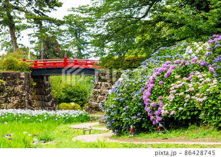 神奈川県 小田原城　～花菖蒲園のアジサイとハナショウブ～ 86428745