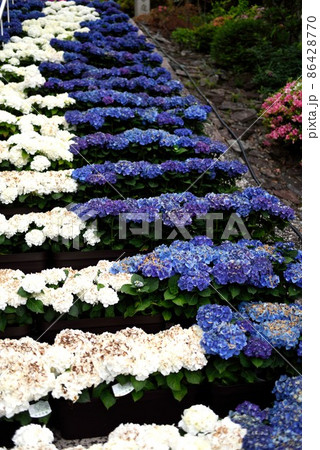 京都：初夏の三室戸寺　紫陽花と階段 86428770
