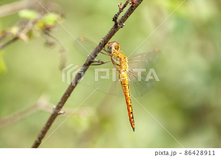 ウスバキトンボ ウスバキトンボ 86428911