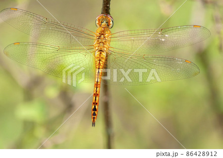 ウスバキトンボ ウスバキトンボ 86428912