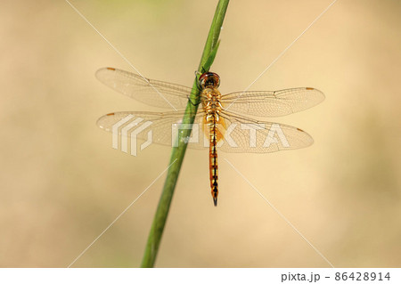 ウスバキトンボ 86428914