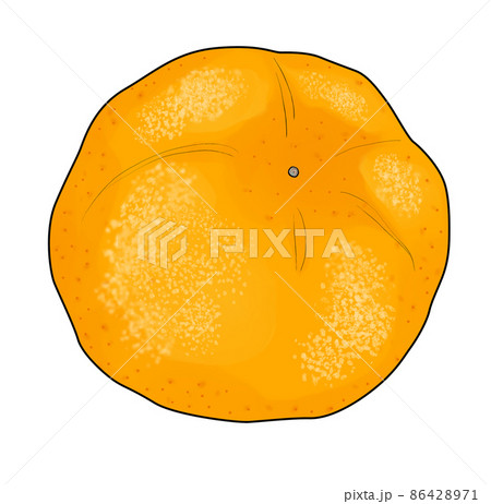 仰向けになったへそ天の蜜柑のイラスト 仰向けになったへそ天の蜜柑のイラスト 86428971