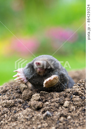 European mole crawling out of molehill above ground, showing strong front feet used for digging underground tunnels European mole crawling out of molehill above ground, showing strong front feet used for digging underground tunnels 86429324
