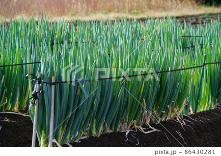 晩秋の広留野高原のネギ畑1　鳥取県八頭郡若桜町 86430281