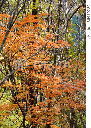 晩秋の広留野高原の樹林の紅葉8 鳥取県八頭郡若桜町 晩秋の広留野高原の樹林の紅葉8 鳥取県八頭郡若桜町 86430286