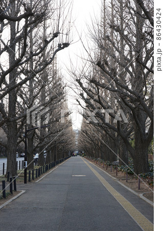 神宮外苑のイチョウ並木(青山通り向き) 神宮外苑のイチョウ並木(青山通り向き) 86430424
