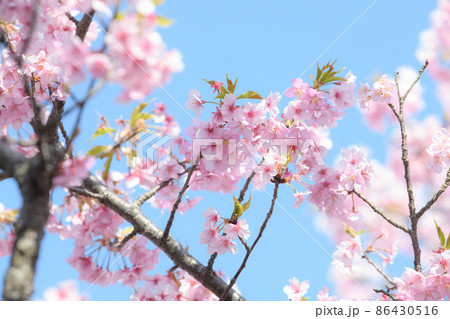 バナーに使いやすい美しい河津桜 86430516