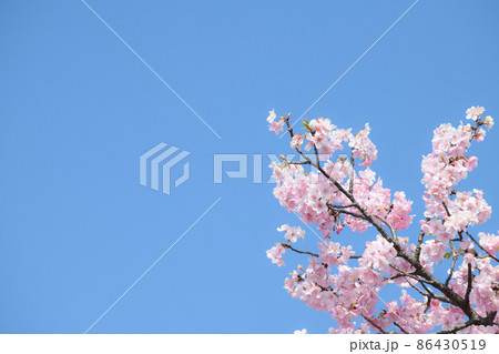 バナーに使いやすい美しい河津桜 86430519