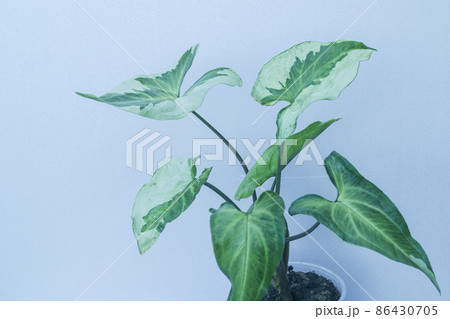 Syngonium Three Kings potted house plant 86430705