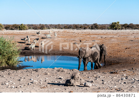 A group ol Large African Land Mammals near a waterhole in Etosha A group ol Large African Land Mammals near a waterhole in Etosha 86430871